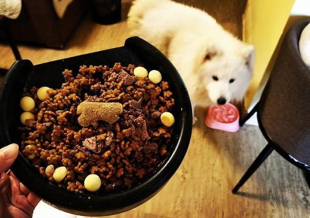 如何照顾好发情的狗狗？做好5点，狗狗身体更健康！