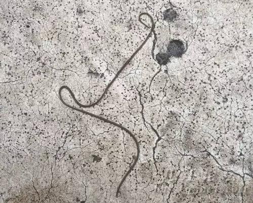 铁线虫入侵破体而出,铁线虫杀死宿主