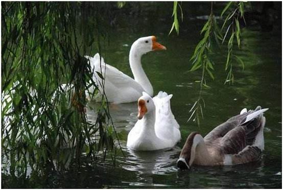 一只蛋鹅的成本和利润,大鹅养殖利润及成本