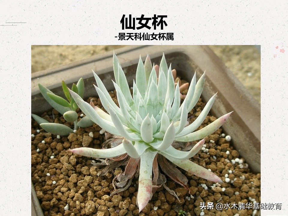 梦幻女王多肉植物百科图谱,原产地多肉植物图谱pdf