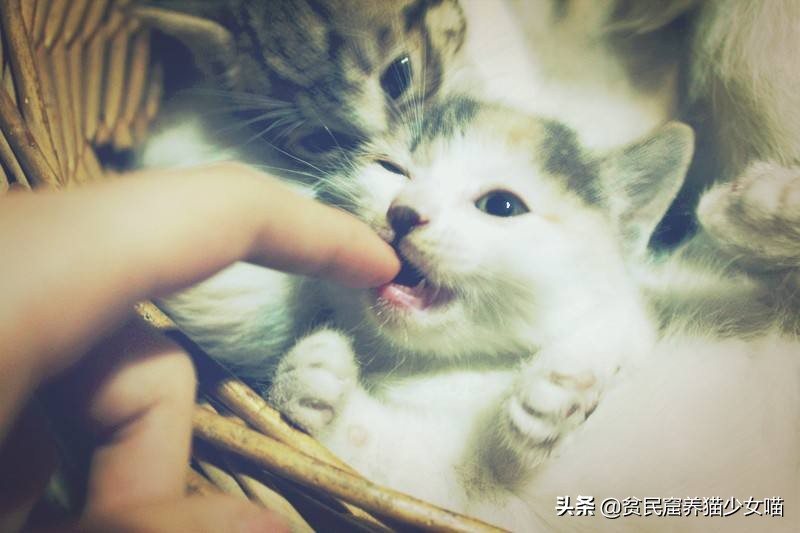 猫咪刚生下来不洗澡容易得猫癣吗,怎么避免刚出生猫咪得猫癣