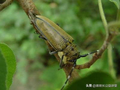森林管理者如何防治害虫天牛,园林蛀干害虫之天牛类防治方案