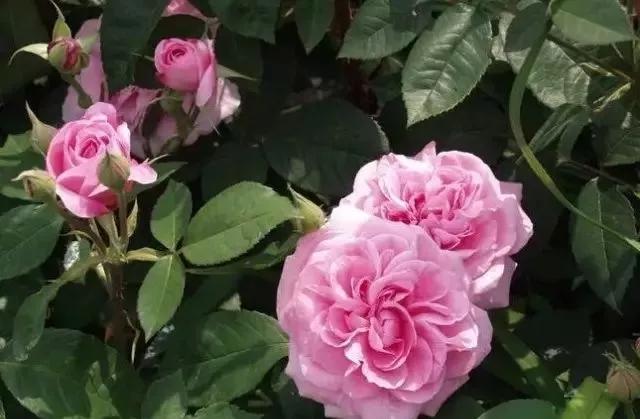 100种玫瑰花品种大全,玫瑰花有哪些品种大全