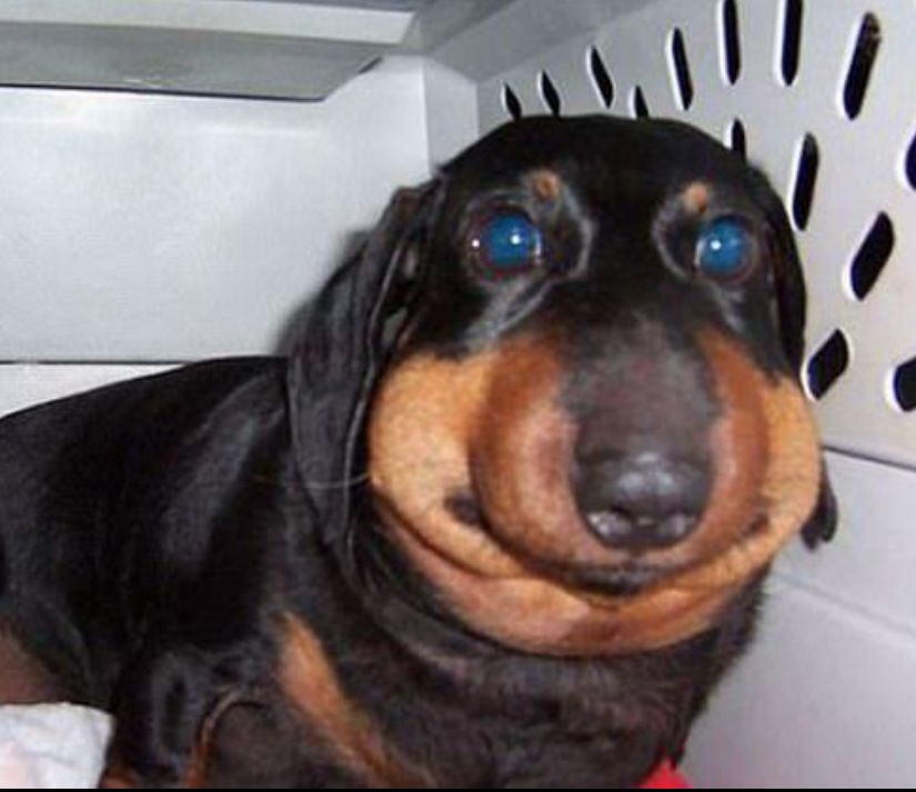 老是被蜜蜂蛰的狗狗怎么办,盘点狗狗被蜜蜂蛰的名场面