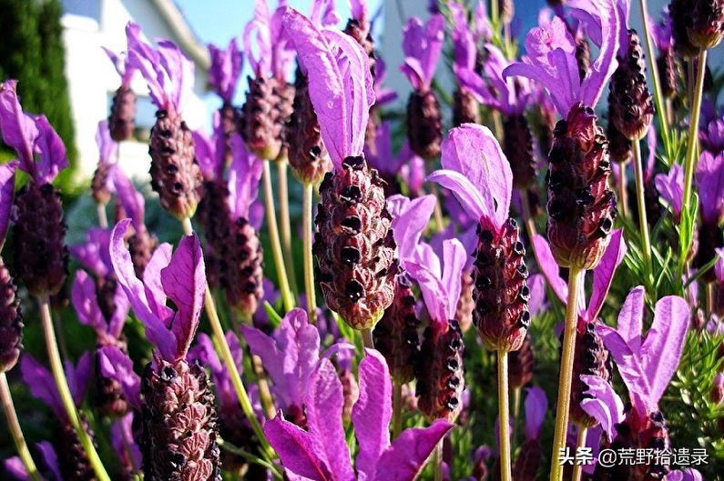 衣草的种植方法和注意事项图片,薰衣草种植需要什么条件才能种植