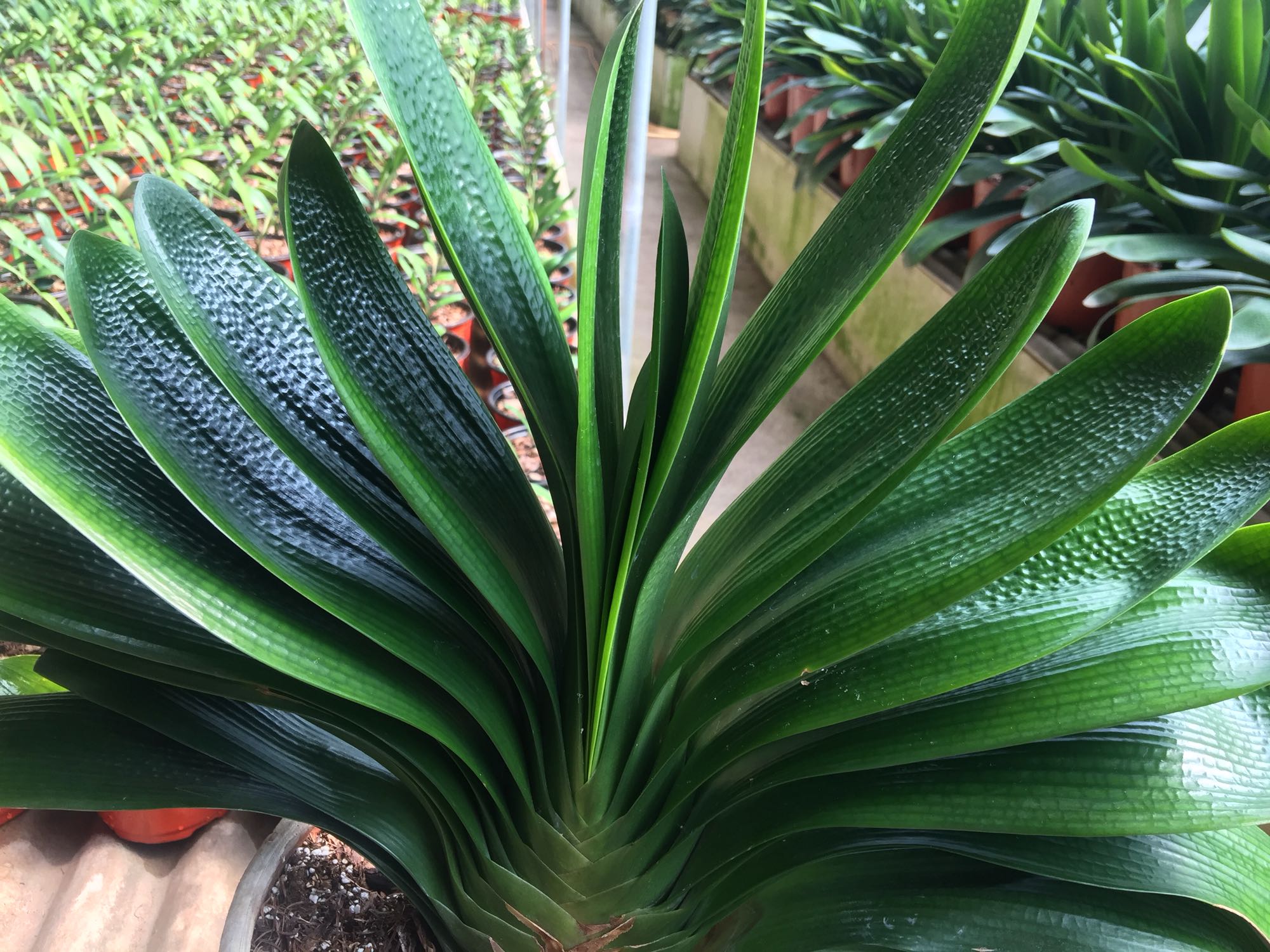 君子兰换盆的正确方法和浇水,君子兰换盆后要多少天浇第一次水