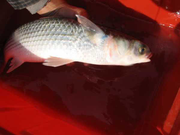 鲻鱼传统钓,鲻鱼大全