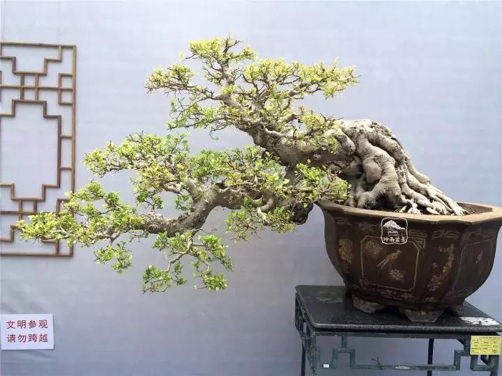 造型极美的盆景一起来欣赏,一组风吹出来的盆景欣赏动感十足