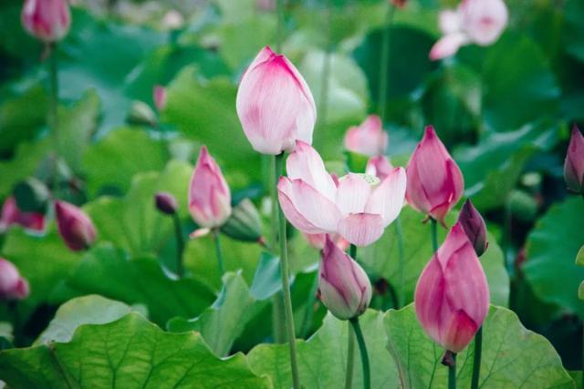 10首经典荷花诗词送你一夏清凉,最有韵味的荷花十首诗词