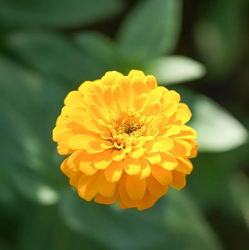 厦门最近哪里的花海最好看,江岭向日葵花海美成童话