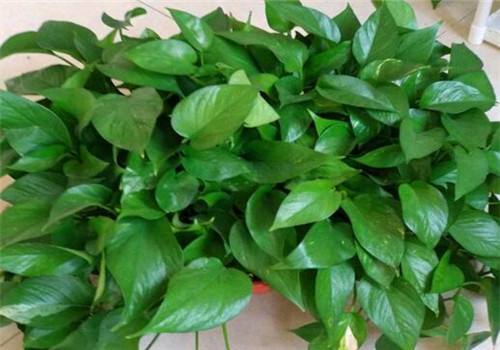 你养的绿萝为什么总是黄叶烂根,绿萝出现烂根黄叶是什么原因