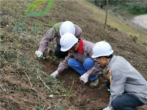 重庆工厂白蚁防治哪家优惠,重庆工厂白蚁防治价格