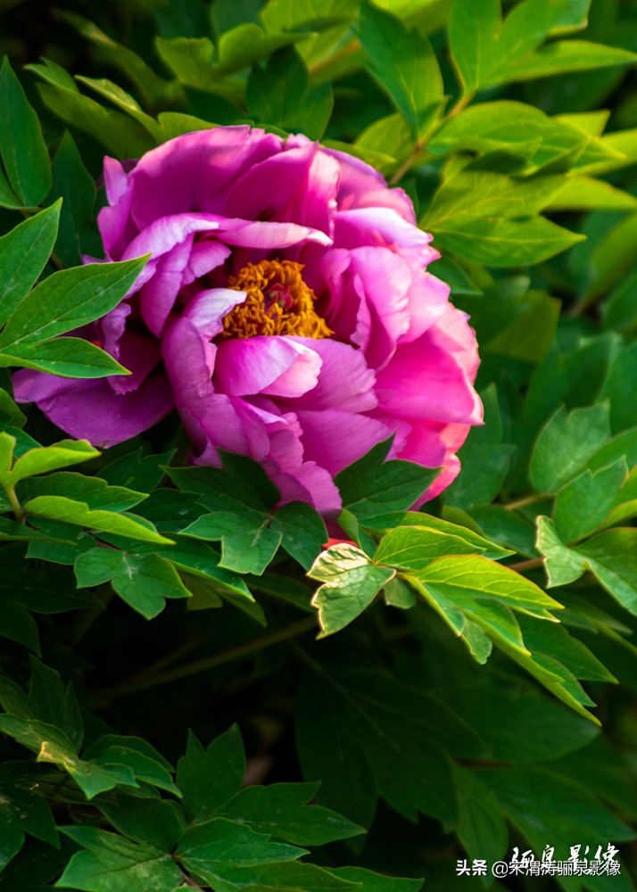 怎样加入泰安市区摄影家协会,如何快速加入中国摄影家协会