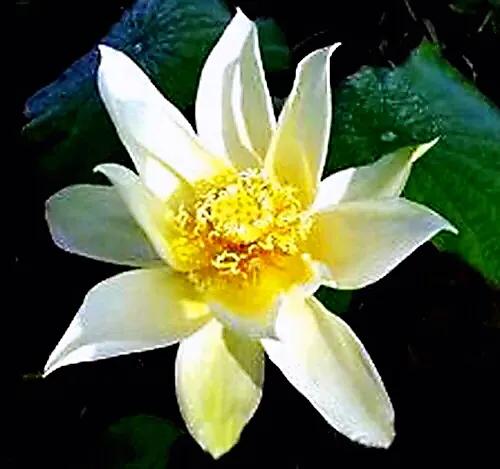 荷花品种大全及名称图片,荷花品种及名称大全图片