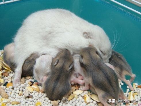 仓鼠肚子上出现红色的东西,仓鼠肚子上出了血还硬硬的