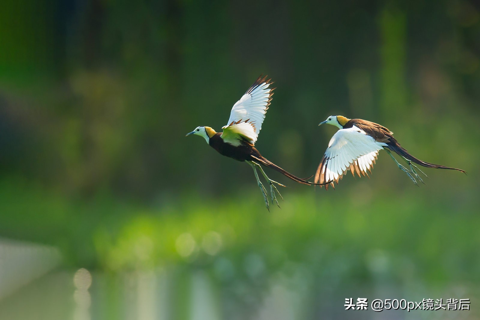 500px新人王公示,500px作品