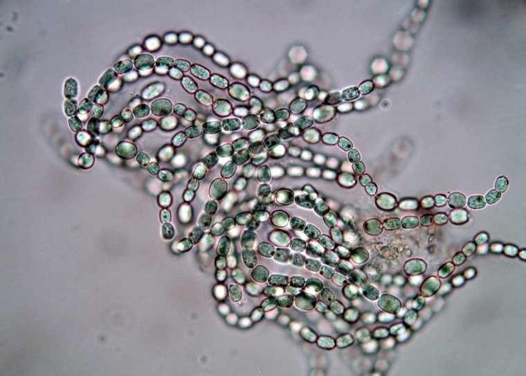 4000万年前地球生物,2000万年前冰河世纪消失的动物