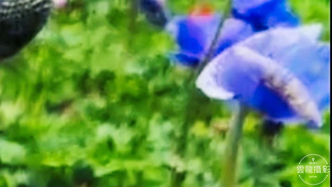 「五絕」平聲三十韻•春系列（18-37）首