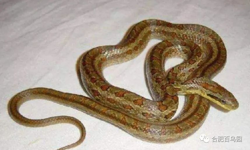 各种动物蛇类科普视频,蛇类科普介绍