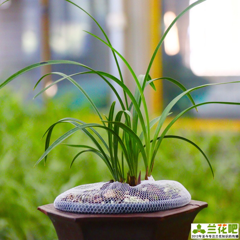 栽培兰花为什么要注意通风,在阳台养兰花湿度和通风怎样掌握