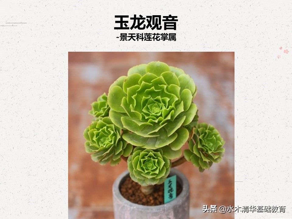 梦幻女王多肉植物百科图谱,原产地多肉植物图谱pdf