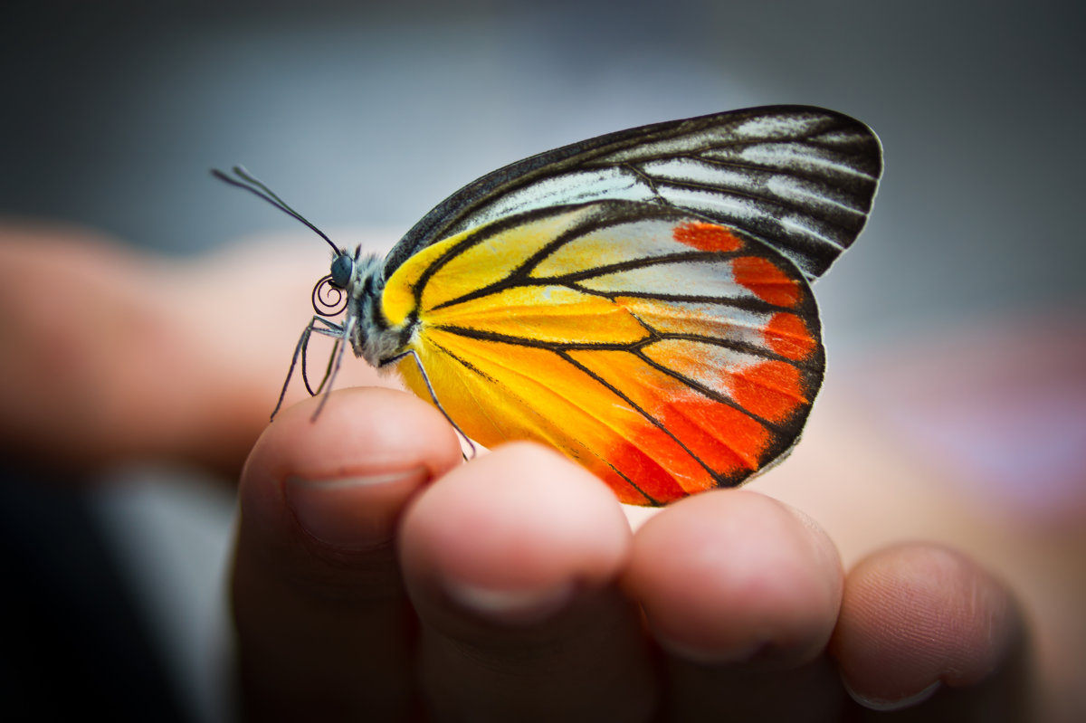 纹身蝴蝶的寓意,纹身蝴蝶寓意