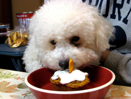 比熊犬吃什么狗粮好便宜点,比熊犬应该吃什么狗粮最好呢