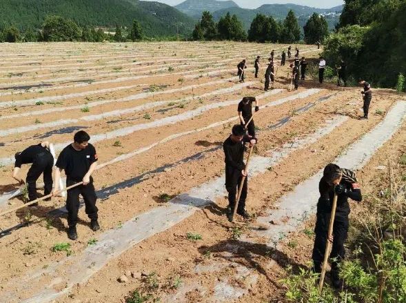 为何老人总是说黄鼠狼杀不得,为什么老人说黄鼠狼不能杀