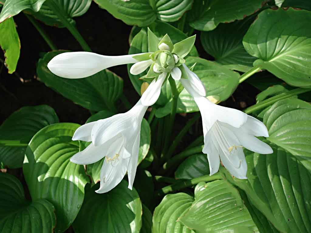 每朵花都有一个感人的爱情故事,每一朵花都藏着一个感人的故事