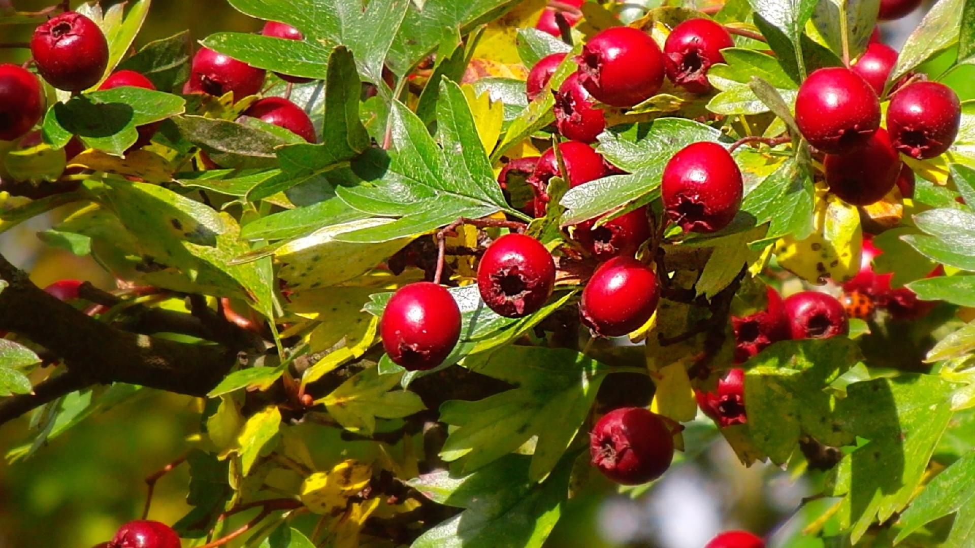 秋季这几种水果吃多了很养人,秋季绝不能多吃的10种水果