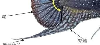 中国斗鱼圆尾和叉尾能杂交吗,圆尾斗鱼和叉尾斗鱼杂交是什么样