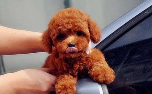 泰迪舔这几大地方，说明有事要发生了