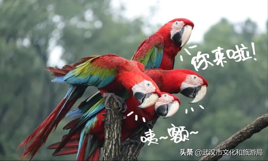 武汉野生动物王国营业时间,武汉野生动物王国有哪些园区