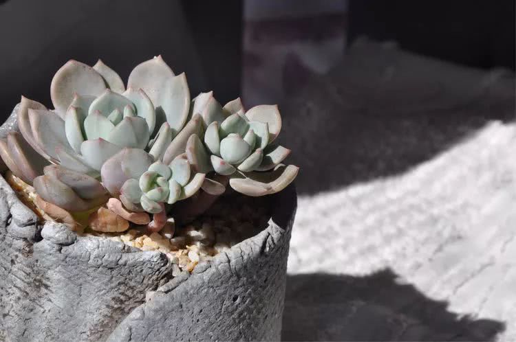 多肉名字怎么记,养多肉人的名字