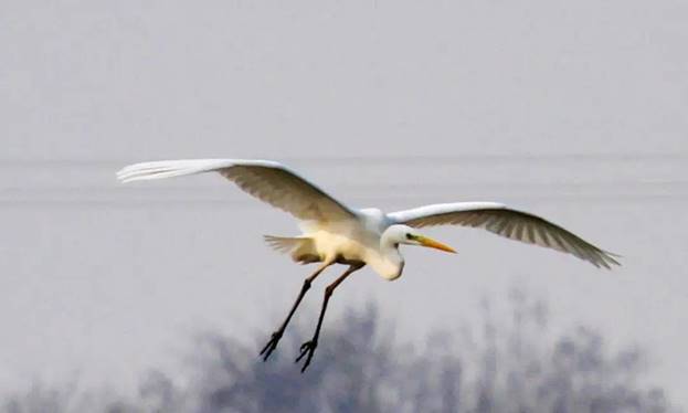 阎良最美石川河,阎良石川河秋日美景