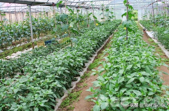 天麻种植技术与栽培管理是什么,天麻种植技术和栽培方法直播