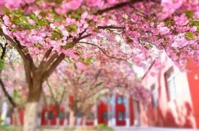 天津赏花好玩的公园,天津东丽湖哪里可以赏花