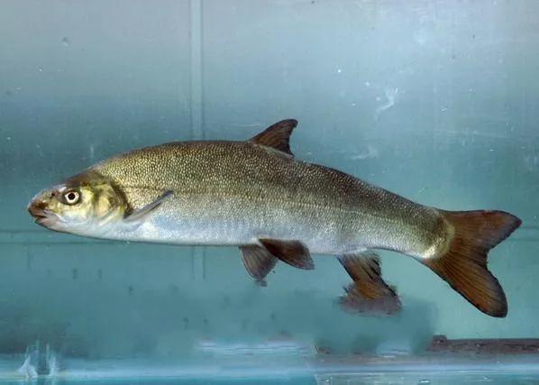 名贵的六种鱼你吃过几种,20种名贵海鱼