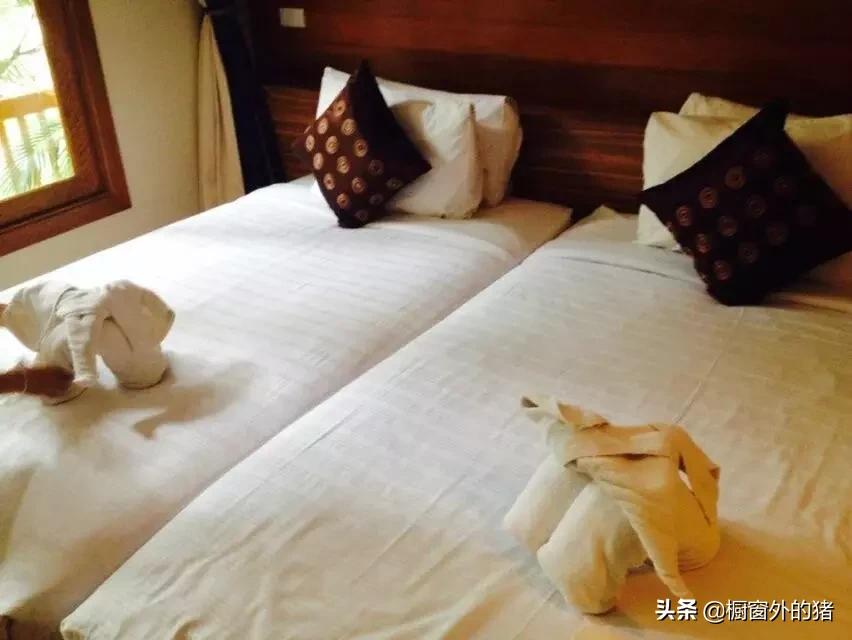 泰北玫瑰的英文,泰北玫瑰图片