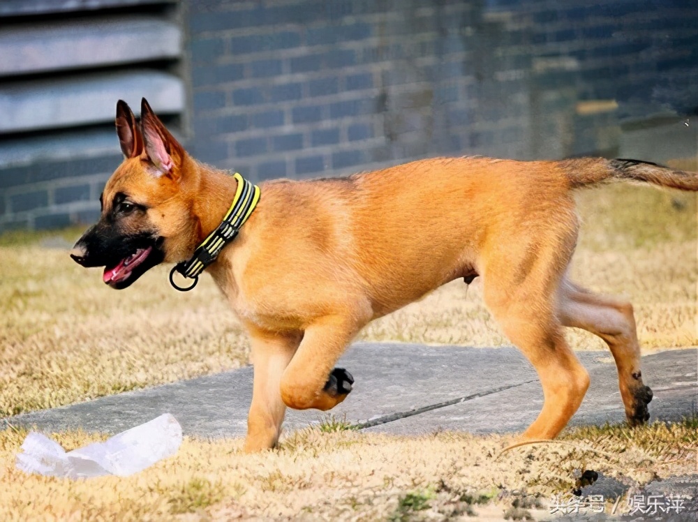 马犬和德牧杂交的后代好看吗,马犬凭什么叫板德牧一哥