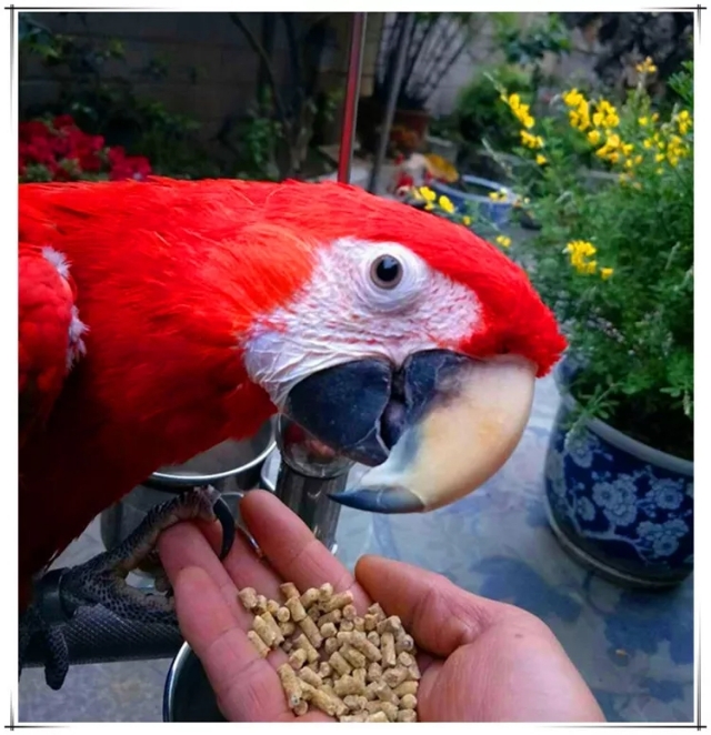 鹦鹉喂颗粒饲料好还是谷物好,鹦鹉高能粮跟日常粮的区别