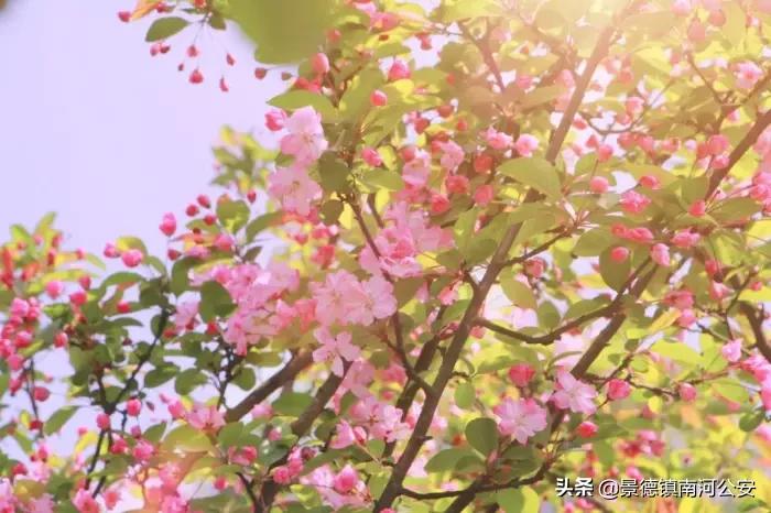 春晓唐诗中写了春天哪些景物,唐诗中关于春天的经典诗句