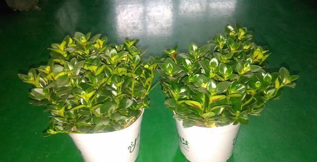 金鱼吊兰适合懒人养的四季花,金鱼吊兰冬季多长时间浇一次水