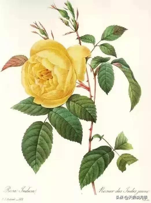古老月季的魅力,40种中国古老月季
