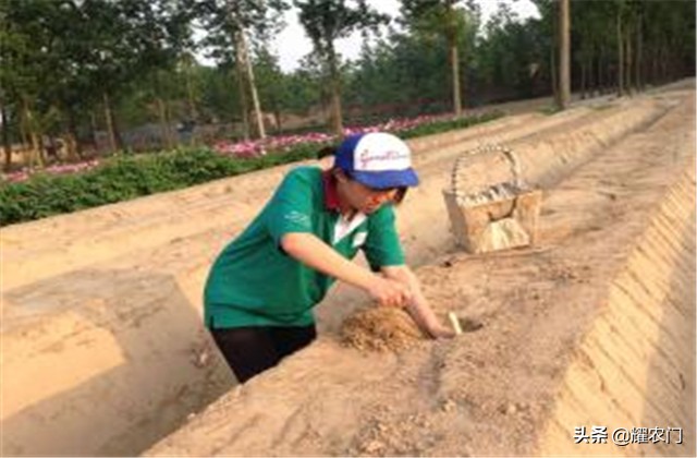 白芦笋种植产量,白芦笋最低产量