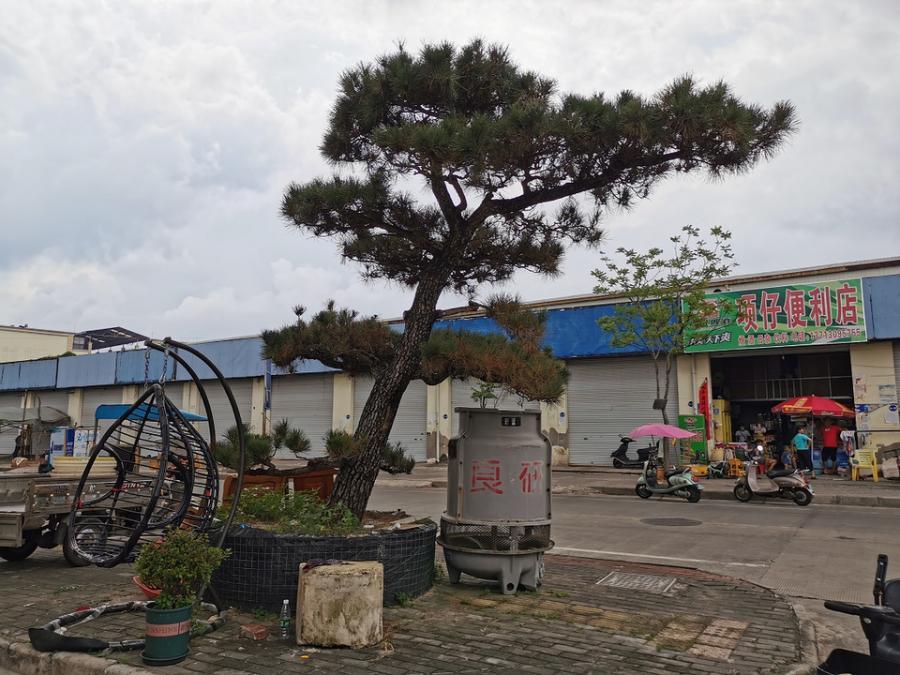 广西7800亩松树林出售,2021年广西松树林出售