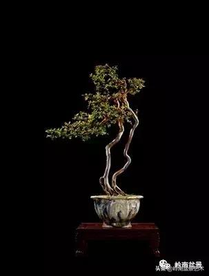 最美的100盆雀梅盆景,雀梅盆景第一年修剪视频