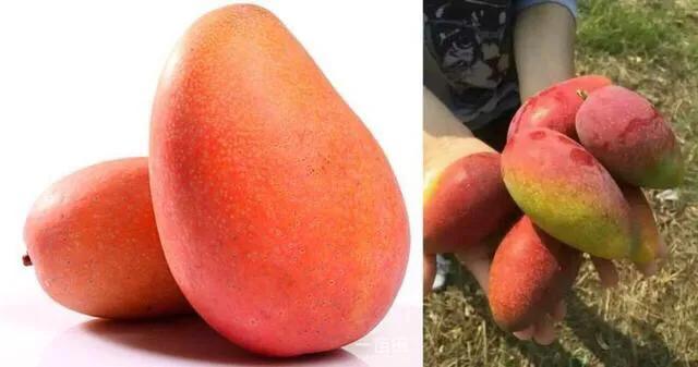 芒果树最甜的品种,芒果树哪种品种好吃