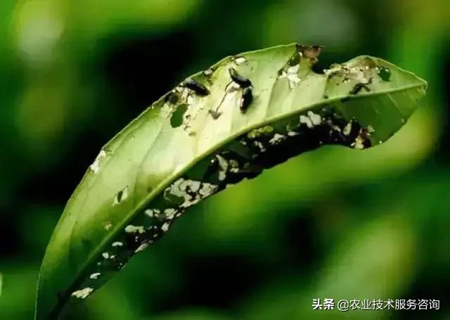 柑橘虫害高清图谱及防治方法,柑橘虫害物理消灭