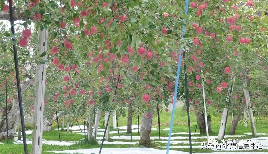 日本苹果种植现状,为什么日本苹果质量比中国的好